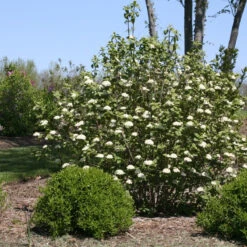 Red Balloon® Lantanaphyllum Viburnum -Plant Series Viburnum Red Balloon 2