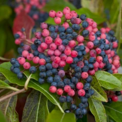 Brandywine™ Witherod Viburnum -Plant Series ViburnumBrandywineIMG 0212 800x800 ff3c145