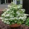Steady Eddy™ Doublefile Viburnum -Plant Series ViburnumSteadyEddyP1173719 800x800 81d5d87