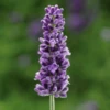 'Vintro Blue’ English Lavender -Plant Series VintroBlueLavender