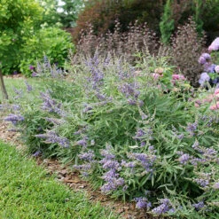 Rock Steady™ Chastetree 8 Rock Steady™ Chastetree -Plant Series Vitex Rock Steady P1238275
