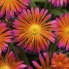 Ocean Sunset⢠Orange Glow Ice Plant 1 Ocean Sunset⢠Orange Glow Ice Plant -Plant Series WEB 186147