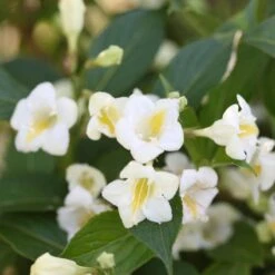 Czechmark Sunny Side Up® Weigela -Plant Series Weigela Czechmark Sunny Side Up 2 P sw