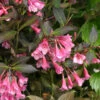 Very Fine Wine™ Weigela 2 Very Fine Wine™ Weigela -Plant Series Weigela Fine Wine 1