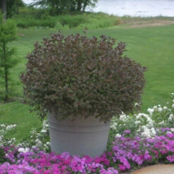 Very Fine Wine™ Weigela -Plant Series Weigela Fine Wine 3