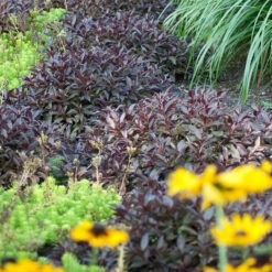 Midnight Wine Shine™ Weigela -Plant Series Weigela Midnight Wine 3 P