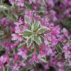 My Monet Purple Effect® Weigela 2 My Monet Purple Effect® Weigela -Plant Series Weigela My Monet Purple Effect 1 P