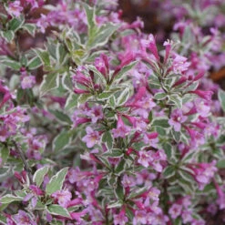 My Monet Purple Effect® Weigela 7 My Monet Purple Effect® Weigela -Plant Series Weigela My Monet Purple Effect 3 P