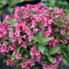 Snippet® Dark Pink Weigela -Plant Series Weigela Snippet Dark Pink 1 P