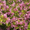Snippet Lime® Weigela -Plant Series Weigela Snippet Lime 2 P