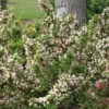 Sonic Bloom® Pearl Weigela -Plant Series Weigela Sonic Bloom Pearl 1 P