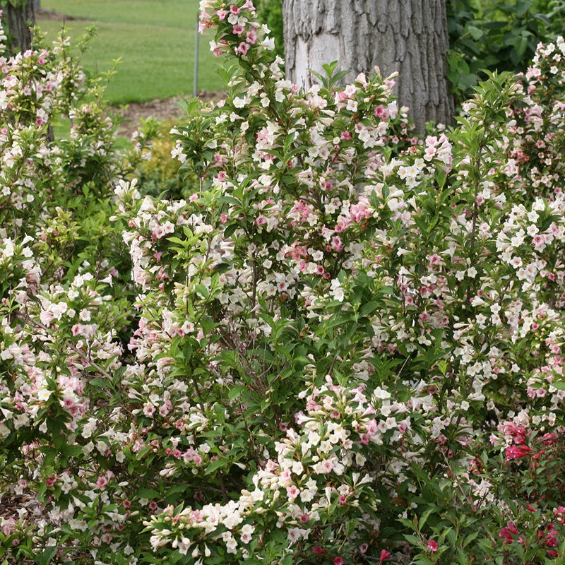 Sonic Bloom® Pearl Weigela 3 Sonic Bloom® Pearl Weigela