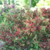 Sonic Bloom® Red Weigela 1 Sonic Bloom® Red Weigela -Plant Series Weigela Sonic Bloom Red 1 P