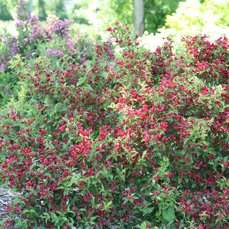 Sonic Bloom® Red Weigela 3 Sonic Bloom® Red Weigela