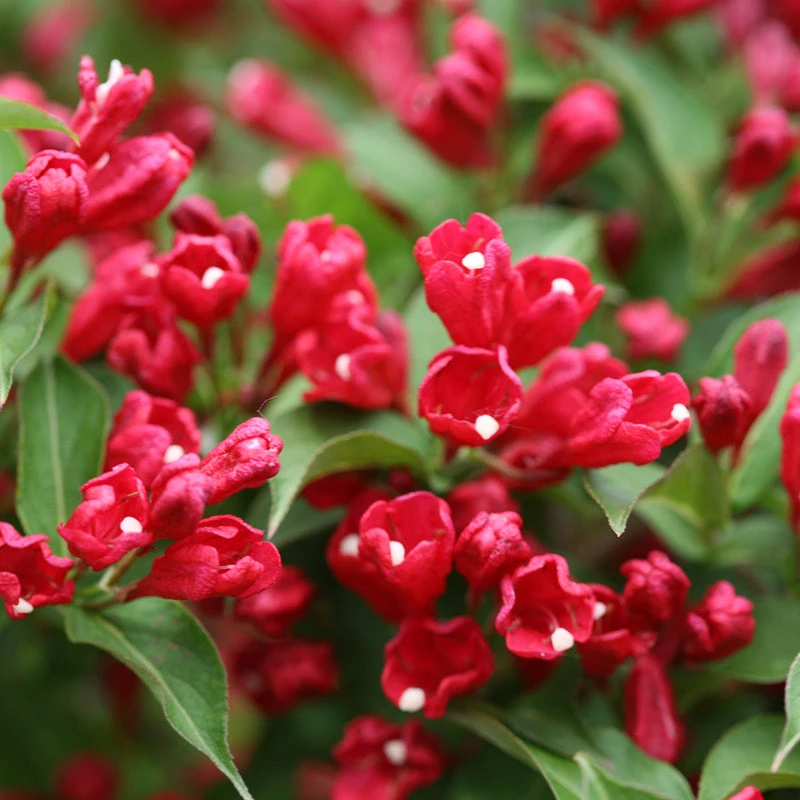 Sonic Bloom® Red Weigela 4 Sonic Bloom® Red Weigela - Image 2