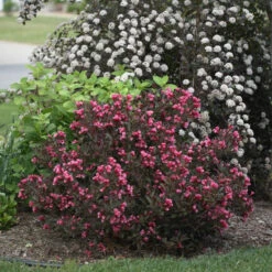 Wine & Roses Weigela 9 Wine & Roses Weigela -Plant Series Weigela Wine Roses 1