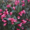 Wine & Roses Weigela -Plant Series Weigela Wine Roses 3