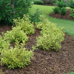 Bubbly Wine™ Weigela -Plant Series WeigelaBubblyWineDSC04588 800x800 fef1585