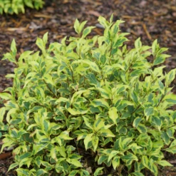 Bubbly Wine™ Weigela -Plant Series WeigelaBubblyWineDSC04593 1080x1080 2749f04