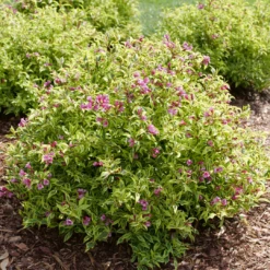 Bubbly Wine™ Weigela -Plant Series WeigelaBubblyWineP1184122 1080x1080 de52f29