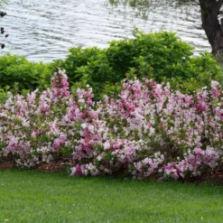 Czechmark Trilogy® Weigela 10 Czechmark Trilogy® Weigela -Plant Series WeigelaCzechmarkTrilogyP1060922 800x800 2a9d56d