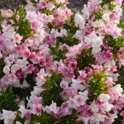 Czechmark Trilogy® Weigela 9 Czechmark Trilogy® Weigela -Plant Series WeigelaCzechmarkTrilogyP2530071 800x800 859738a