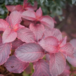 Midnight Sun™ Weigela -Plant Series WeigelaMidnightSunP1117997 1080x1080 d3163c7