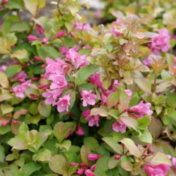 Midnight Sun™ Weigela -Plant Series WeigelaMidnightSunP1184011 800x800 af8f5c9