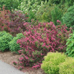 Sonic Bloom Punch™ Weigela -Plant Series WeigelaSonicBloomPunchDSC06419 800x800 6296f1c