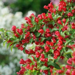 Sonic Bloom® Red Weigela 9 Sonic Bloom® Red Weigela -Plant Series WeigelaSonicBloomRedDSC01971 800x800 7cb4b78