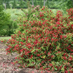 Sonic Bloom® Red Weigela 10 Sonic Bloom® Red Weigela -Plant Series WeigelaSonicBloomRedIMG 9370 800x800 5a01884