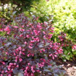 Very Fine Wine™ Weigela -Plant Series WeigelaVeryFineWineP1162632 800x800 7a32969