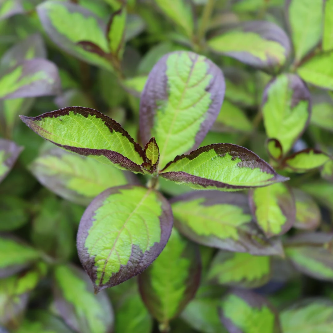 Vinho Verde® Weigela 3 Vinho Verde® Weigela