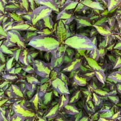 Vinho Verde® Weigela 10 Vinho Verde® Weigela -Plant Series WeigelaVinhoVerdeIMG 1202 1080x1080 123ad77