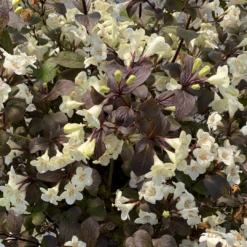 Wine & Spirits™ Weigela 8 Wine & Spirits™ Weigela -Plant Series WeigelaWineSpiritsIMG 7142 1080x1080 8ecb085