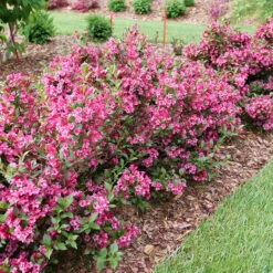 Sonic Bloom Punch™ Weigela -Plant Series Weigela Sonic Bloom Punch P1214256