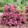 Sonic Bloom Punch™ Weigela -Plant Series Weigela Sonic Bloom Punch P1214263