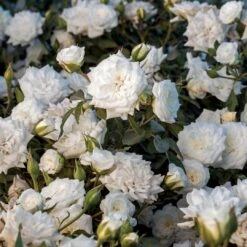 White Drift® Rose 6 White Drift® Rose -Plant Series WhiteDrift Rose 2