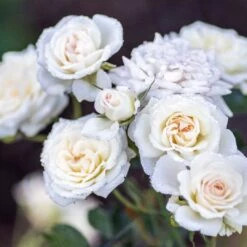 White Drift® Rose 7 White Drift® Rose -Plant Series WhiteDrift Rose 3