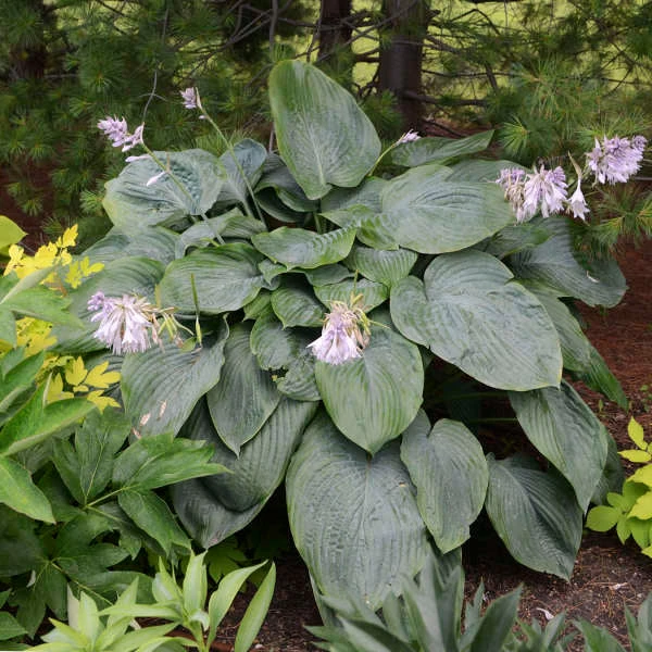Shadowland® 'Empress Wu' Hosta 3 Shadowland® 'Empress Wu' Hosta