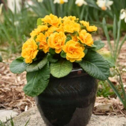 Bouquet Perfect™ 'Mandarin' Primrose -Plant Series a20290eaa51c635a80390eab2148cd2e