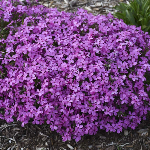 'Magenta Sprite' Hybrid Spring Phlox 5 'Magenta Sprite' Hybrid Spring Phlox - Image 3