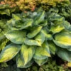 'Brother Stefan' Hosta -Plant Series a5a4a732197bfea6bd1c3ee87e4f5c81