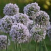 'Bobblehead' Allium 2 'Bobblehead' Allium -Plant Series a721d74d7295f96fc06424db59fda113