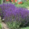 'May Night' Salvia -Plant Series a9ac7a6c44b1d5090ae458700c1d2653