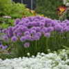 'Millenium' Allium -Plant Series aa0abf0cb08808486b6a869ba0e8e3c6