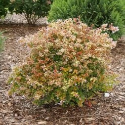 Funshine® Abelia 10 Funshine® Abelia -Plant Series abelia funshine 1 P sw
