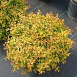 Funshine® Abelia 9 Funshine® Abelia -Plant Series abelia funshine 3 P sw