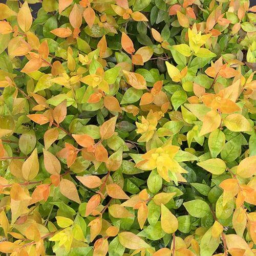 Funshine® Abelia 3 Funshine® Abelia
