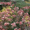 Ruby Anniversary® Abelia 1 Ruby Anniversary® Abelia -Plant Series abelia ruby anniversary 1 P